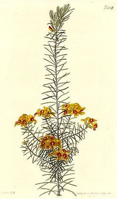 1821 - CURTIS FLOWER from "Botanical Magazine #2247 - Hand Colored