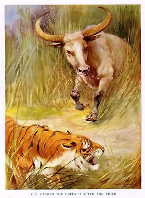 "Animal Stories"  by Velvin - 1925 - "BUFFALO & TIGER" - Sandtique-Rare-Prints and Maps