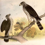Studer's Birds -1878 - "HAWKS, DUCK, GODWIT" - Chromolithograph