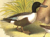 Studer's Birds - 1878 - Plate LII  - MALLARD DUCK & CROW