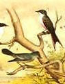 Studer's Birds - 1878 - Plate LXXVI - SWIFT & MARTIN