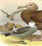 Studer's Birds - 1878 - Plate CII - ALBATROSS & PLOVER