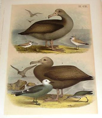 RARE, ANTIQUE CHROMOLITHOGRAPH BIRD PRINT  This 133 year old print is from "STUDER'S POPULAR ORNITHOLOGY, THE BIRDS OF NORTH AMERICA" published by Jacob Henry Studer & Co. of Columbus, Ohio in 1878.  The birds were drawn & colored from life by Theodore Jasper, AM, MD. 