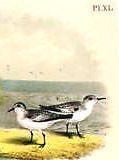 Studer's Birds - 1878 - "PLOVER & SANDERLING" - Chromolithograph