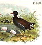 Studer's Birds - 1878 - "FLORIDA GALLINULE" - Chromolithograph