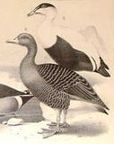 Studer's Birds - 1878 - Plate 35 - THE HORNED SCREAMER