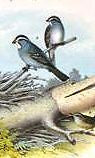 Studer's Birds - 1878 - "HERMIT THRUSH" - Chromolithograph
