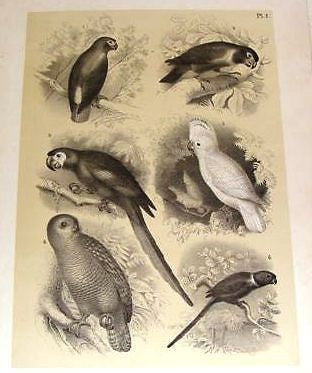 Sandtique Antique Bird Prints