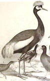 Studer's Birds - 1878 - Plate 34 - THE HORNED SCREAMER