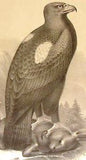 Studer's Birds - 1878 - Plate 7  - THE GOLDEN EAGLE