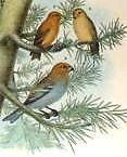 Studer's Birds -1878 - "SNOW BIRD & CROSSBILL",  Chromolithograph