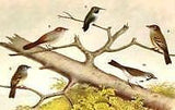 Studer's Birds - 1878  - Plate C - "LEAST, VIREOS & GREENLET"