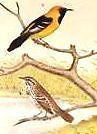 Studer's Birds - 1878 - Plate CI - "CALLIOPE HUMMINGBIRD"