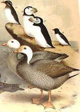 Studer's Birds -1878 - "VIRGINIA RAIL & WREN" - Chromolithograph