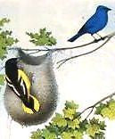 Studer's Birds -1878 - "INDIGO BLUE BIRD" - Chromolithograph