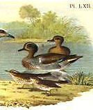 Studer's Birds -1878 - "TEAL, THRUSH & SNIPE" - Chromolithograph