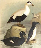 Studer's Birds -1878 - "RAZOR BILLED AUK" - Chromolithograph