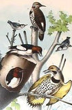 Studer's Birds - 1878 - "WOODPECKER & BLUEBIRD" - Chromolithograph