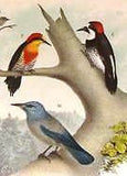Studer's Birds - 1878 - "PLUMMED PARTRIDGE" - Chromolithograph