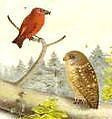 Studer's Birds - 1878 - "WHITNEY'S OWL" - Chromolithograph