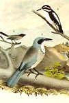 Studer's Birds - 1878 - "AMERICAN DIPPER" - Chromolithograph