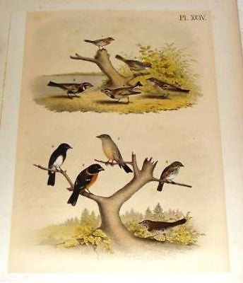 Studer's Birds - 1878 - "BLACK HEADED GROSBEAK" - Chromolithograph