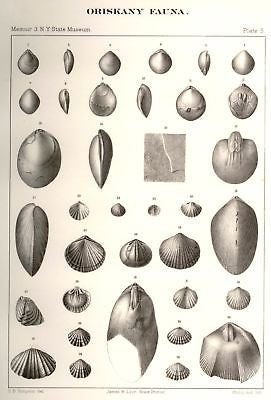Shells - N.Y. State Museum -1900- "CRYPTONELLA FAUSTA" - Antique Print