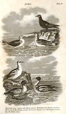 "Animated Nature" by Goldsmith -1838- BIRDS - MERGANSER - Sandtique-Rare-Prints and Maps