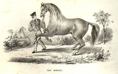 "Animated Nature" by Goldsmith -1838- SPORTS - HORSE - Sandtique-Rare-Prints and Maps