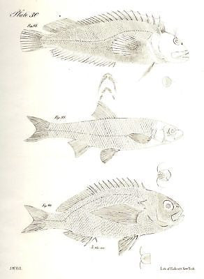 "3 FISH"  by de Kay - 1842 - Zoology of New York
