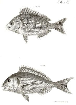 "TWO FISH"  by de Kay - 1842 - Zoology of New York - Lithograph