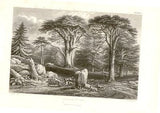 "CONIFERS OR PINE " by Rhind - 1855 - VEGETABLE KINGDOM