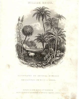 "TIMBER TREES" by W. Rhind - 1855 - VEGETABLE KINGDOM
