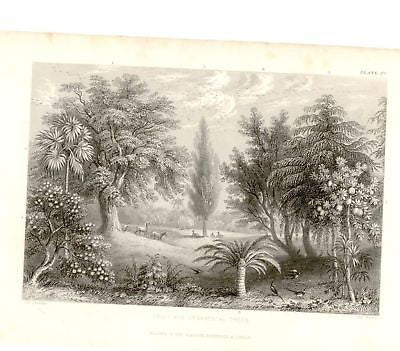 "FRUIT TREES" by W. Rhind - 1855 - VEGETABLE KINGDOM