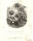 TIMBER TREES by W. Rhind - 1855 -VEGETABLE KINGDOM - Antique Print