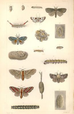 "CATERPILLARS" by Harris - 1862 -from INJURIOUS INSECTS