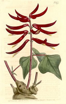 Antique Botanical Print