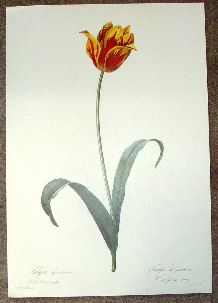 Redoute Botanical Print -  "TULIPA GESNERIANA" (Luteo-Rubra) - Offset Lithograph - 1980