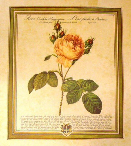 Redoute Botanical Print -  "ROSA CENTIFOLIA BURGUNDIACA" - Offset Lithograph - 1972