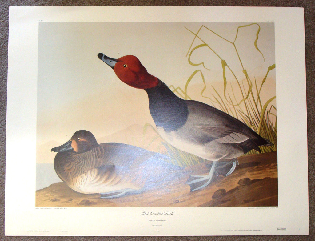 Audubon Bird Print -  "RED-HEADED DUCK (Fulgula Ferina, Steph)" - Offset Lithograph - 1982