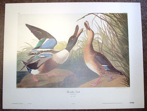 Audubon Bird Print -  "SHOVELLER DUCK (Anas Clypeata)" - Offset Lithograph - 1982