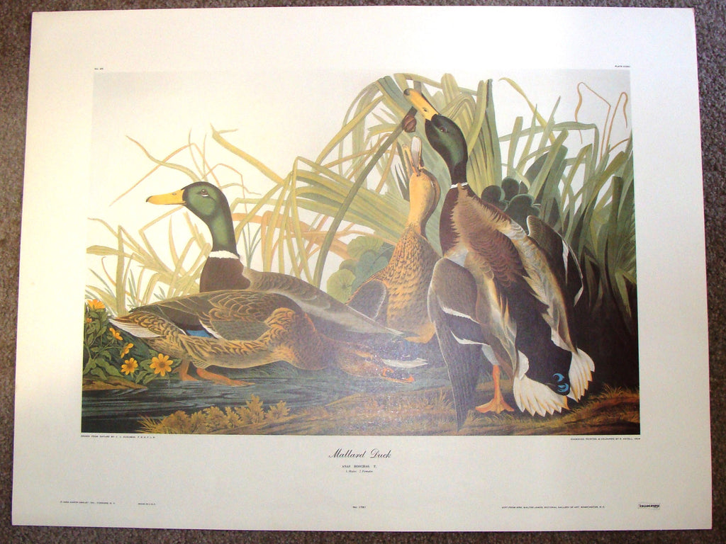 Audubon Bird Print -  "MALLARD DUCK (Anas)" - Offset Lithograph - 1982