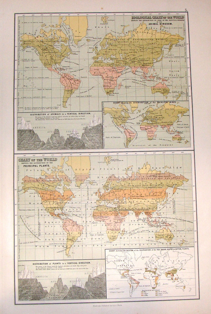 Antique Map - "ZOOLOGICAL CHART OF THE WORLD" by A. & C. Black - Chromolithograph - 1870