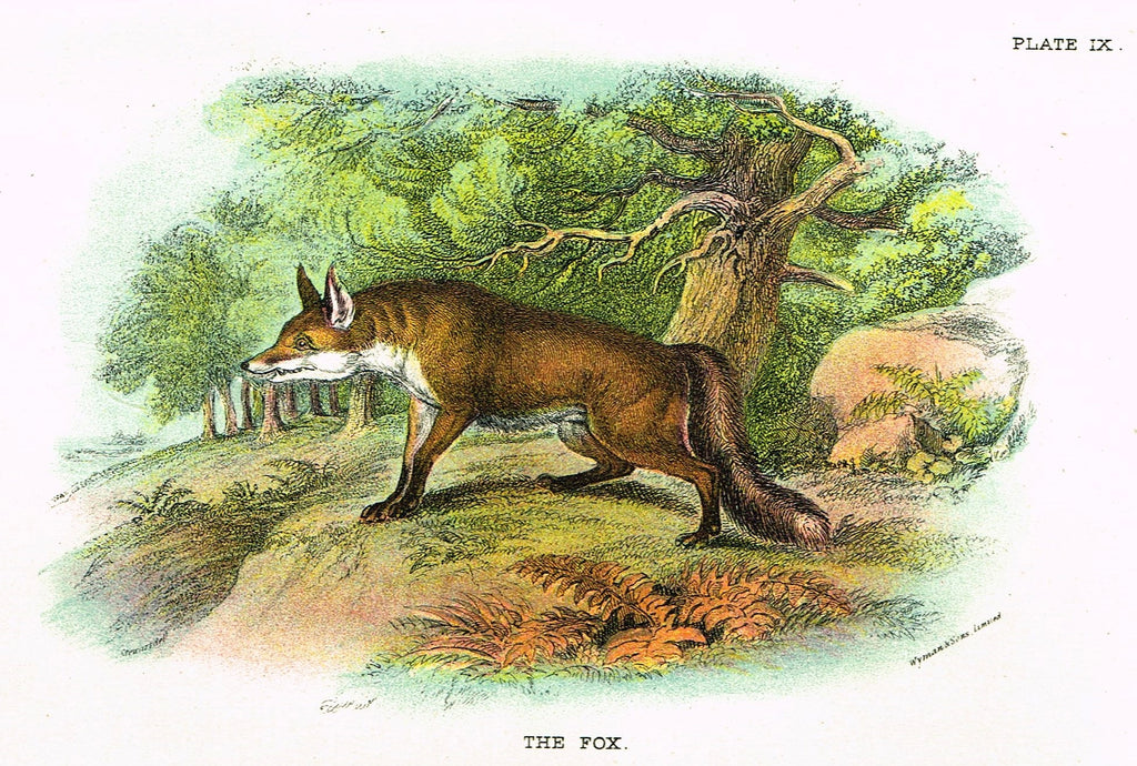 Lydekker's British Mammalia - "THE FOX" - Chromolithograph - 1896
