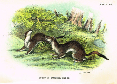 Lydekker's British Mammalia - "STOAT IN SUMMER DRESS" - Chromolithograph - 1896