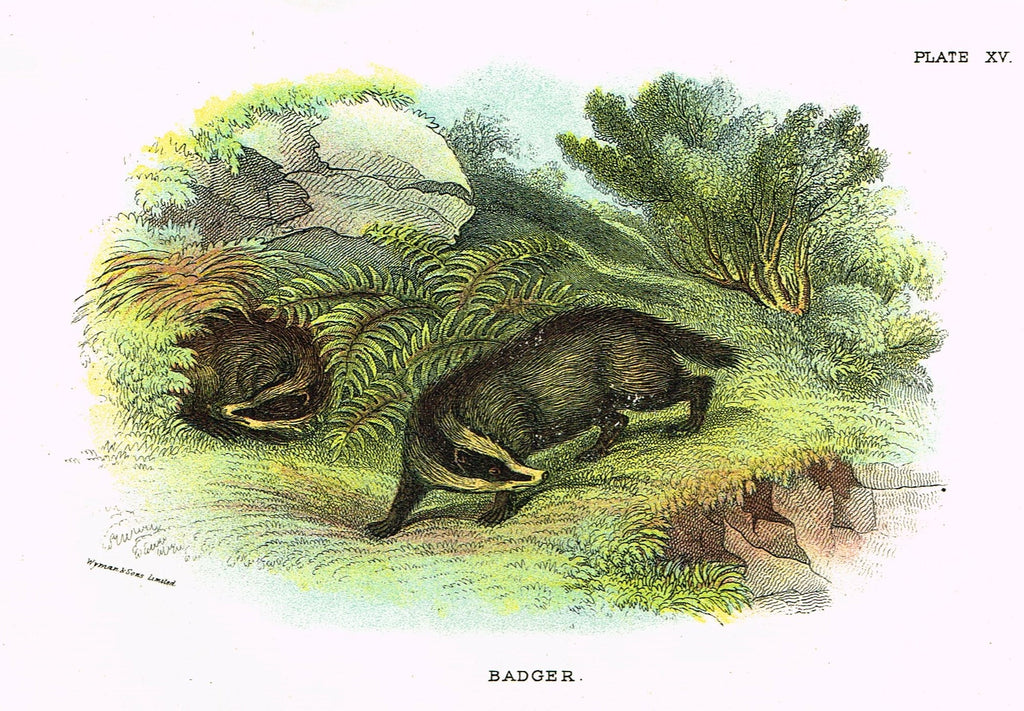 Lydekker's British Mammalia - "BADGER" - Chromolithograph - 1896