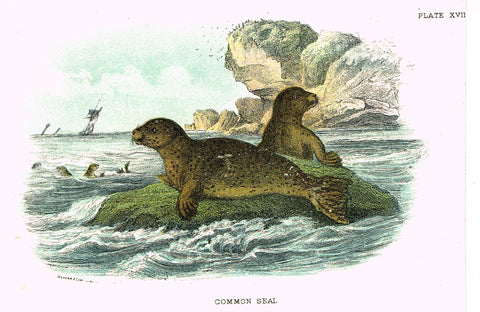 Lydekker's British Mammalia - "COMMON SEAL" - Chromolithograph - 1896