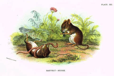Lydekker's British Mammalia - "HARVEST MOUSE" - Chromolithograph - 1896