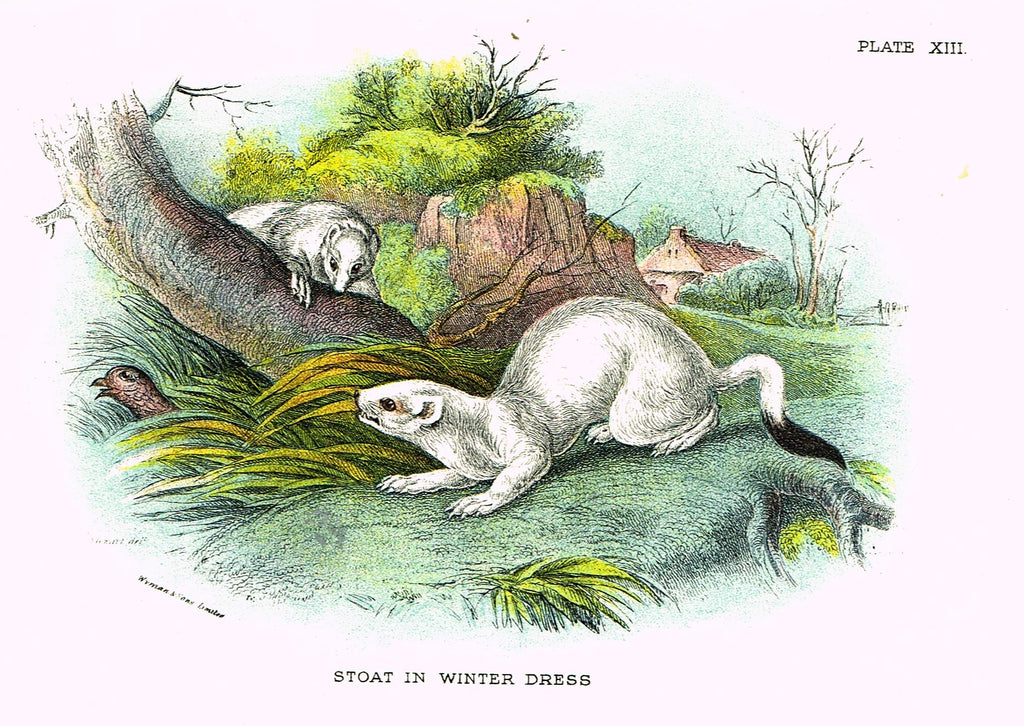 Lydekker's British Mammalia - "STOAT IN WINTER DRESS" - Chromolithograph - 1896