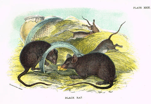 Lydekker's British Mammalia - "BLACK RAT" - Chromolithograph - 1896